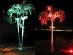 Eclipse High Power LED Make your palm trees POP.
Green and Red waterproof 20W Eclipse LED Spotlights.